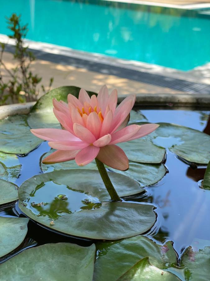 Sapphire Garden Bed & Breakfast Habarana